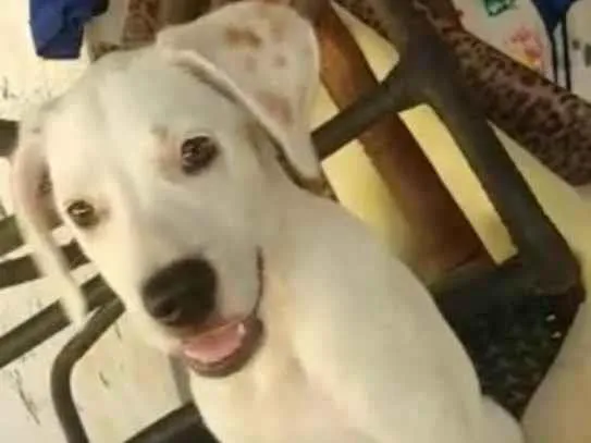 Cachorro ra a SRD-ViraLata idade 2 a 6 meses nome BEBÊ