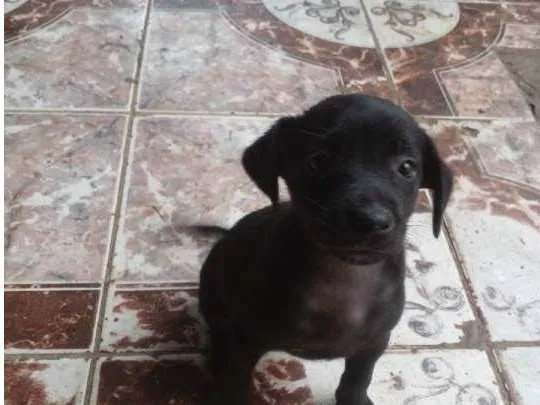 Cachorro ra a  idade Abaixo de 2 meses nome Sem nome