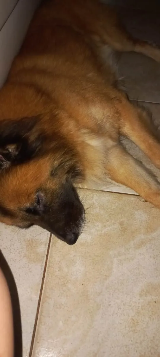 Cachorro ra a SRD-ViraLata idade 2 anos nome Thor