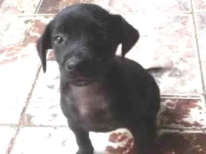 Cachorro ra a  idade Abaixo de 2 meses nome Sem nome