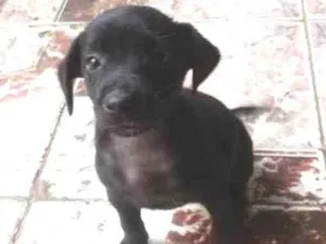 Cachorro raça  idade Abaixo de 2 meses nome Sem nome