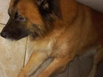 Cachorro raça SRD-ViraLata idade 2 anos nome Thor