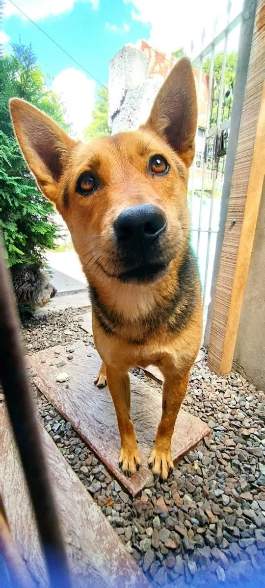 Cachorro ra a  idade 5 anos nome Dory e amora 