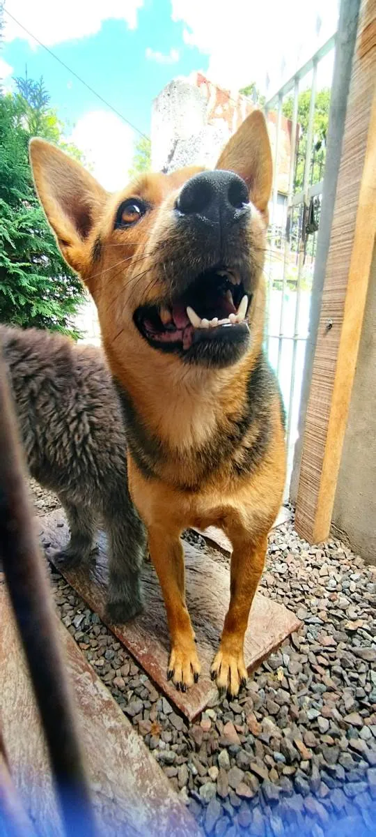 Cachorro ra a  idade 5 anos nome Dory e amora 