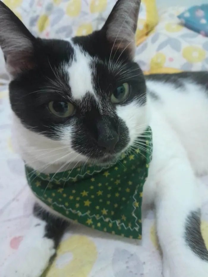 Gato ra a SRD-ViraLata idade 4 anos nome Milk