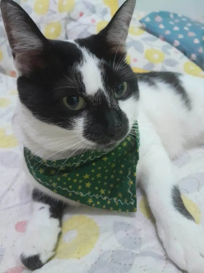 Gato ra a SRD-ViraLata idade 4 anos nome Milk