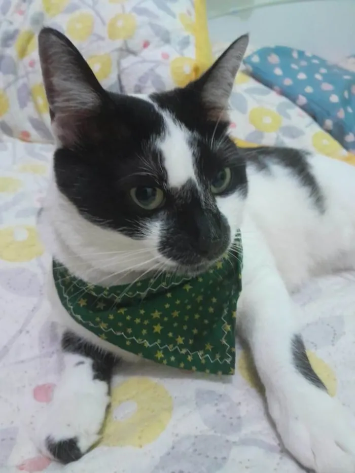 Gato ra a SRD-ViraLata idade 4 anos nome Milk