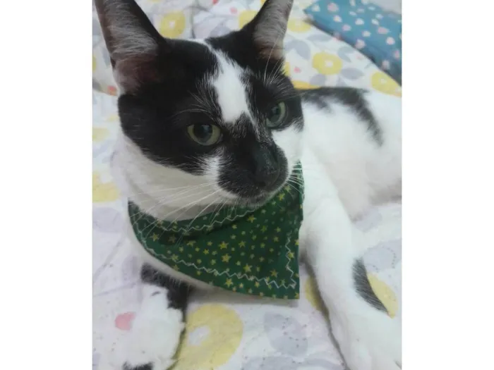 Gato ra a SRD-ViraLata idade 4 anos nome Milk
