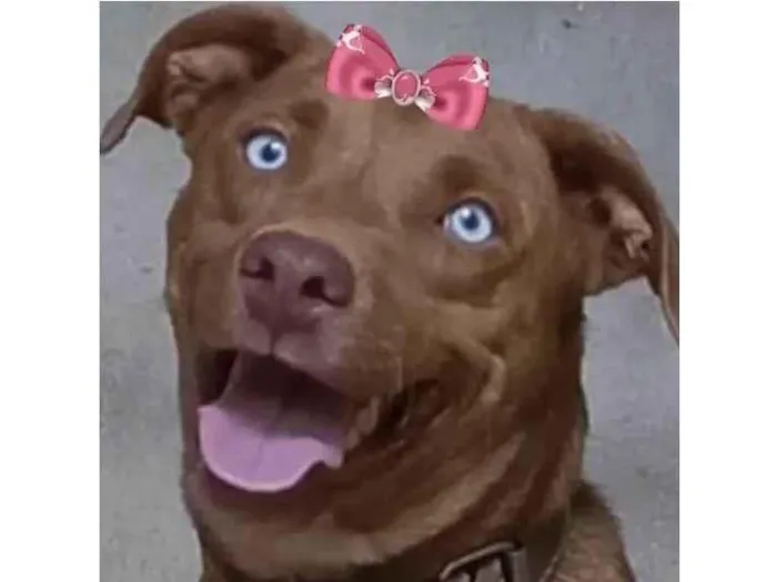 Cachorro ra a Mestica  idade 1 ano nome Princesa 