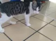 Nilo
