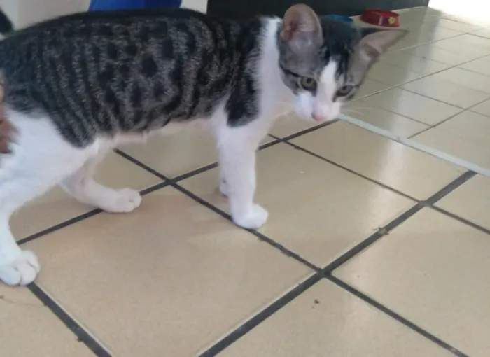 Gato raça  idade 2 a 6 meses nome Nilo