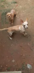 Pirulito 