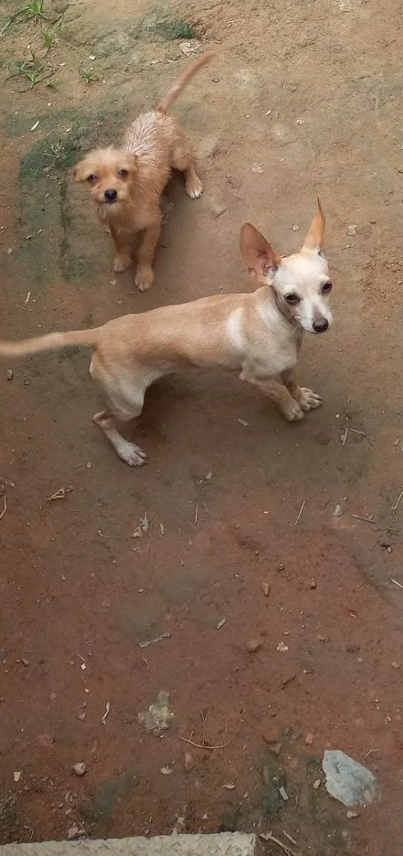 Cachorro raça SRD-ViraLata idade 1 ano nome Pirulito 