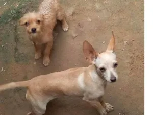 Cachorro raça SRD-ViraLata idade 1 ano nome Pirulito 