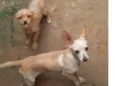 Pirulito