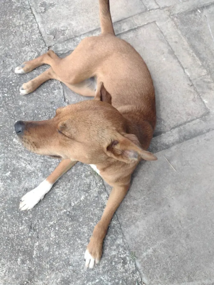 Cachorro ra a  idade 1 ano nome Mel