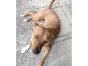 Cachorro raça  idade 1 ano nome Mel