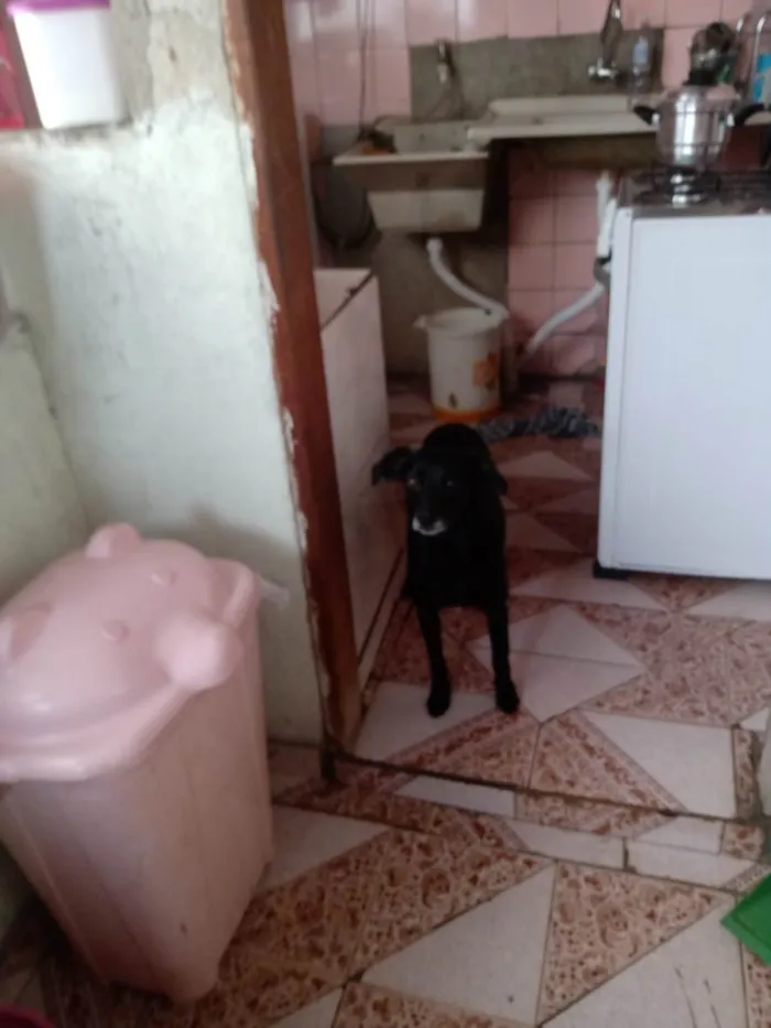 Cachorro raça SRD-ViraLata idade 6 ou mais anos nome Belinha 