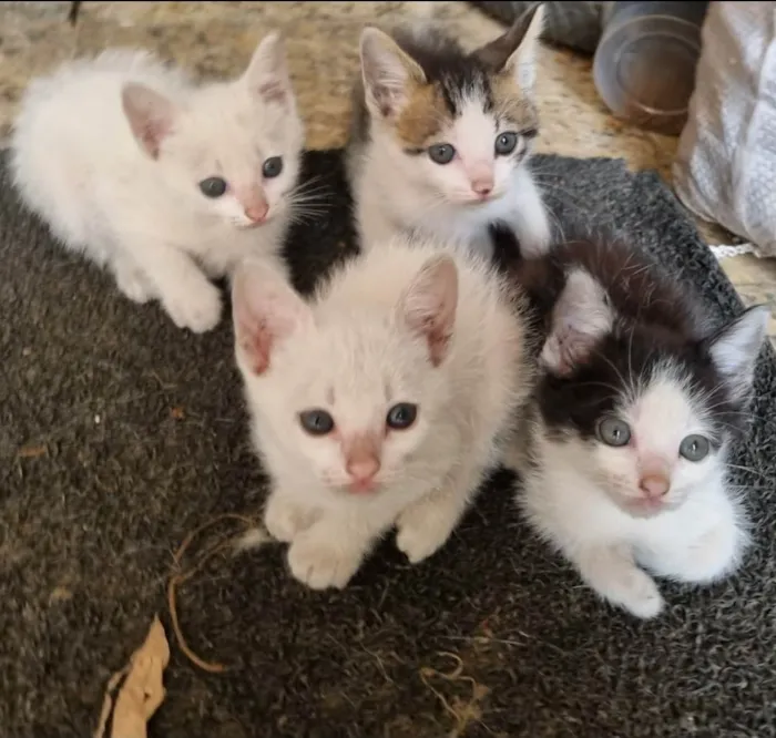 Gato raça Siamês idade 2 a 6 meses nome Sem nome