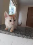 Yoda