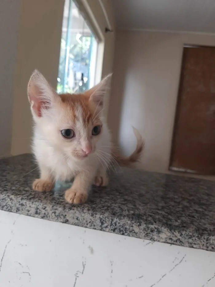 Gato raça Mestiço idade Abaixo de 2 meses nome Yoda