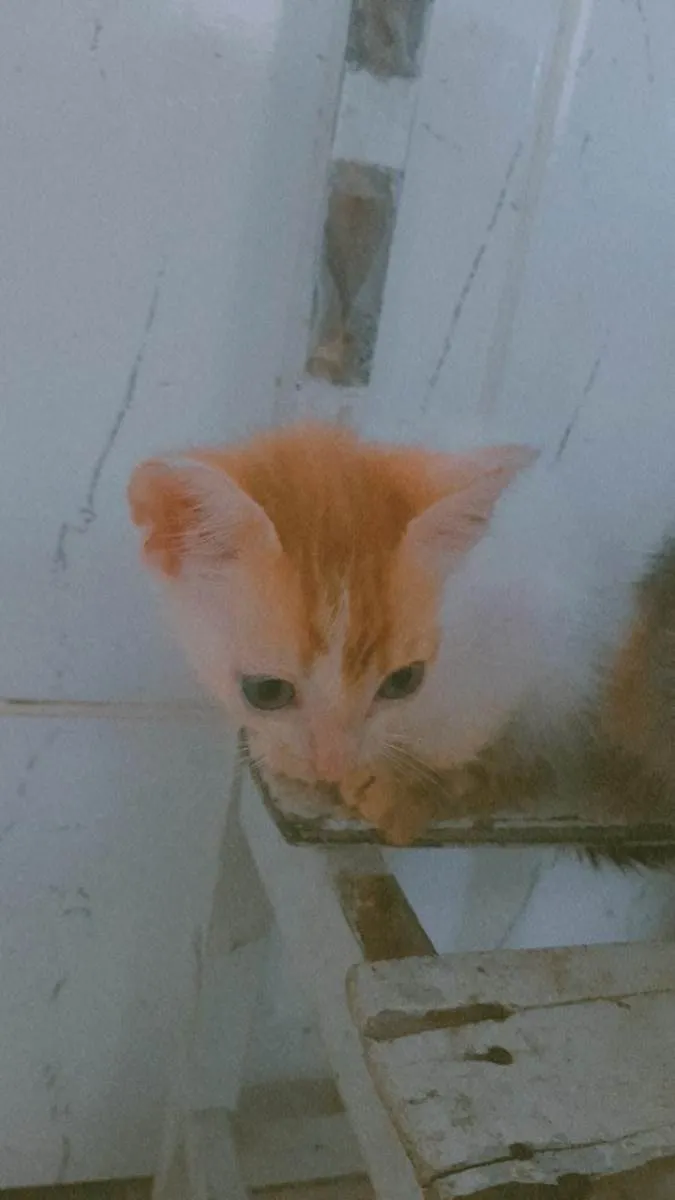 Gato raça Mestiço idade Abaixo de 2 meses nome Yoda