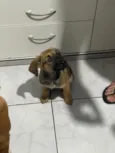 Amora