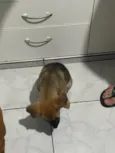 Amora