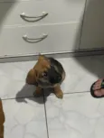 Amora