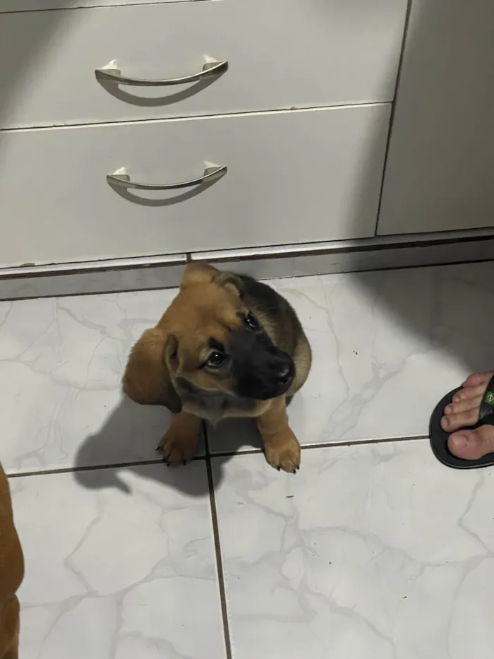 Cachorro ra a SRD-ViraLata idade 2 a 6 meses nome Amora