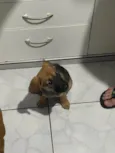 Amora