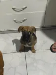 Amora