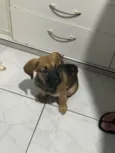 Amora