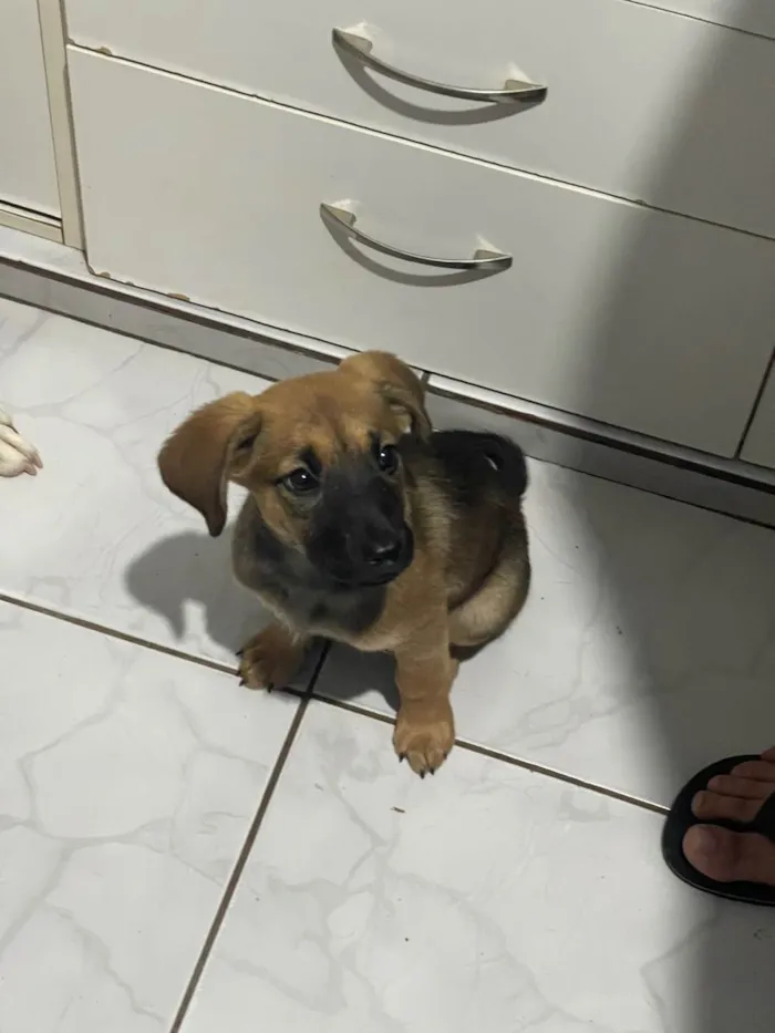 Cachorro ra a SRD-ViraLata idade 2 a 6 meses nome Amora