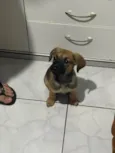 Amora