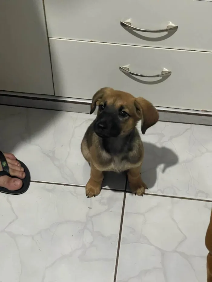 Cachorro ra a SRD-ViraLata idade 2 a 6 meses nome Amora