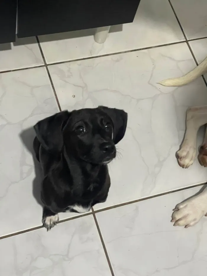 Cachorro ra a SRD-ViraLata idade 2 a 6 meses nome Vitória 