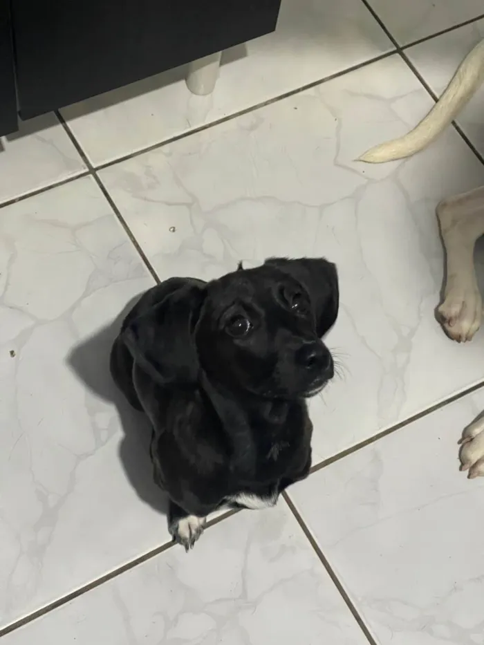 Cachorro ra a SRD-ViraLata idade 2 a 6 meses nome Vitória 