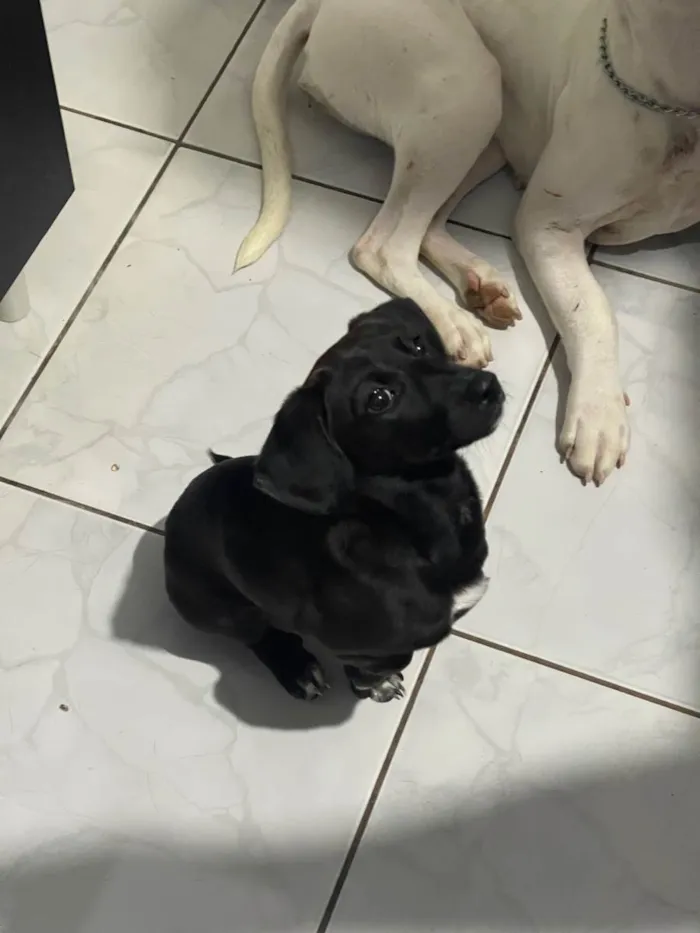 Cachorro ra a SRD-ViraLata idade 2 a 6 meses nome Vitória 