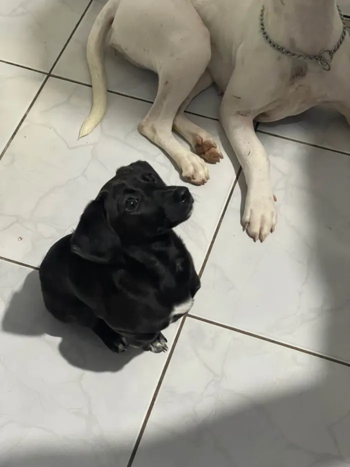 Cachorro ra a SRD-ViraLata idade 2 a 6 meses nome Vitória 