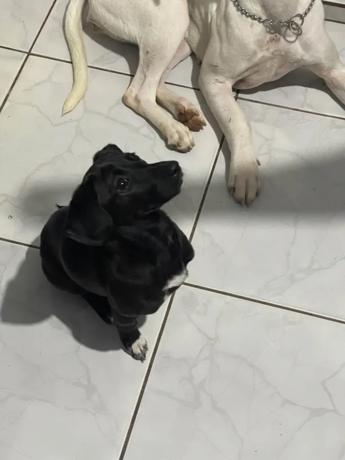 Cachorro ra a SRD-ViraLata idade 2 a 6 meses nome Vitória 