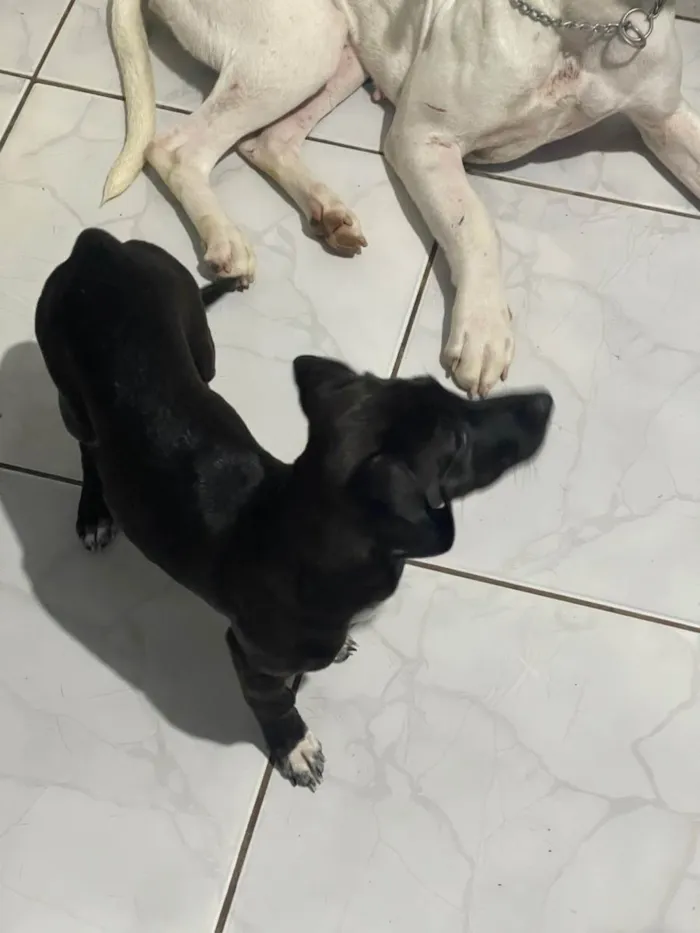 Cachorro ra a SRD-ViraLata idade 2 a 6 meses nome Vitória 