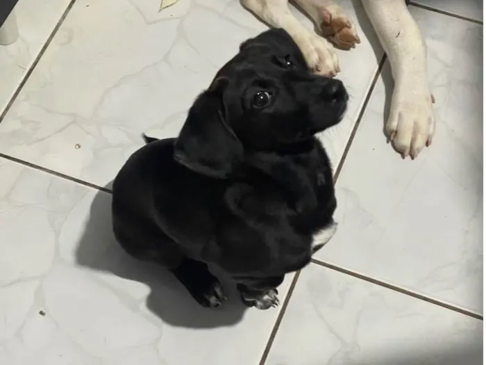 Cachorro ra a SRD-ViraLata idade 2 a 6 meses nome Vitória 