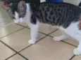 Nilo