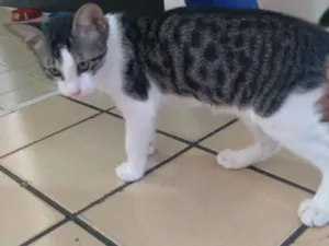 Gato raça  idade 2 a 6 meses nome Nilo