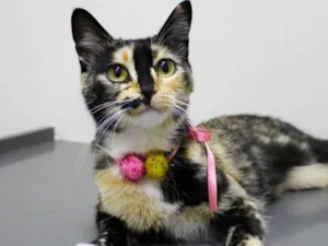 Gato raça SRD idade 1 ano nome FOFINHA