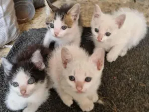 Gato raça Siamês idade 2 a 6 meses nome Sem nome