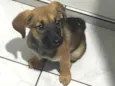 Amora