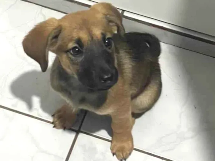 Cachorro ra a SRD-ViraLata idade 2 a 6 meses nome Amora