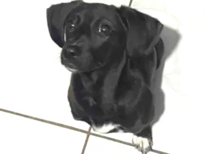 Cachorro raça SRD-ViraLata idade 2 a 6 meses nome Vitória 